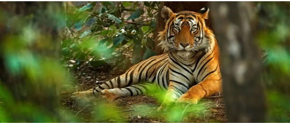 Jaipur to Sariska